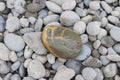 Sea cobblestone Texture Royalty Free Stock Photo